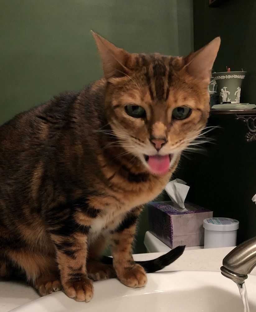 Coco, a bengal rescue, is clearly the smartest of the 3, but let’s not get overconfident. Having more than 1 brain cell doesn’t make her Mensa, nor is she Julie Andrews at 3am. 