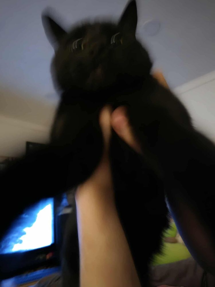 an out of focus of a black cat being held upwards at arm length, with his legs toward the camera and his paws slightly out of frame. he has wide eyes and large pupils, giving his face a concerned look
