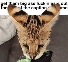 Comment image