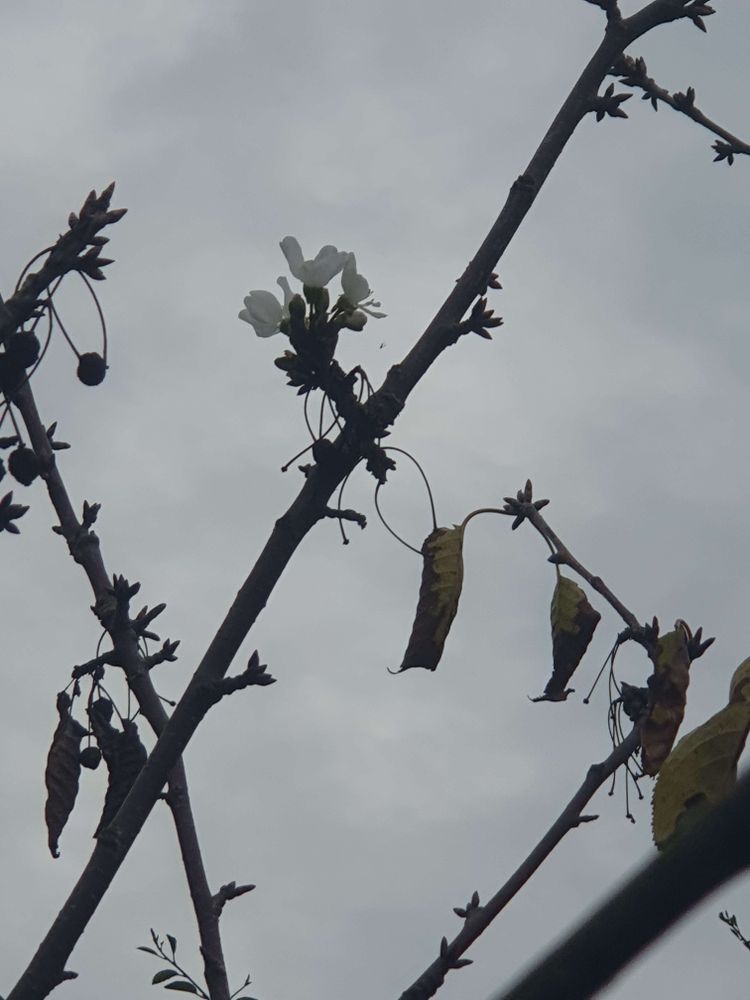 Une branche de cerisier avec des...fleurs, un 27 septembre !