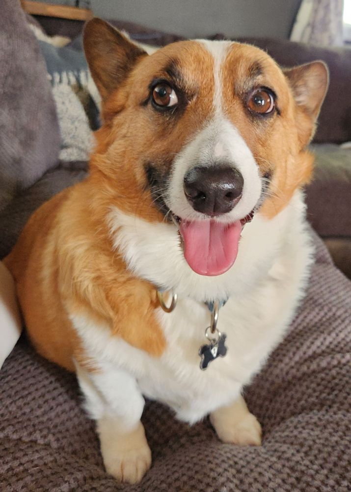 Picture of Corgi dog named Rudy with his tongue hanging out