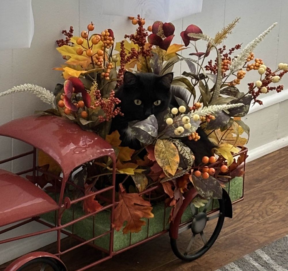 A black house cat with yellow eyes is sitting in the bed of a decorative pickup truck. She is surrounded by dried flowers, berries and leaves with an autumn color palette. Only her head is fully visible and she looks towards the camera, knowing she has been caught in a bit of mischief. 

She is does not have a drivers license. 