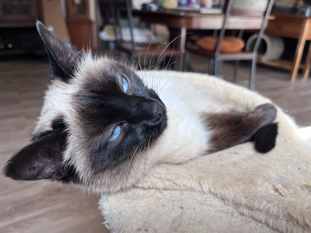 Cute Siamese who thinks she’s a princess
