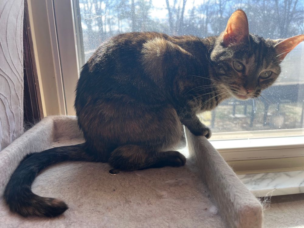 A very stubborn torbie cat who is a poophead.