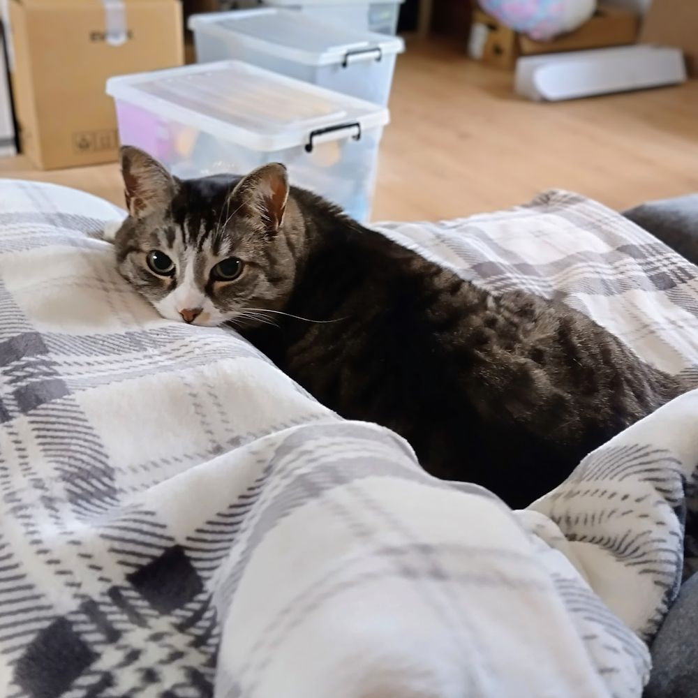 A photo of my gray striped cat Pukkas lying on a couch, his head resting on the armrest. He is looking straight into the camera, super relaxed.