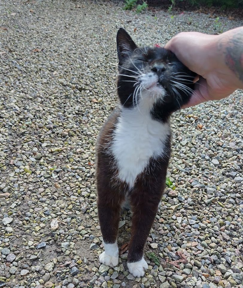 A photo of a black cat with white socks and a white chest leaning into a hand that's petting her.