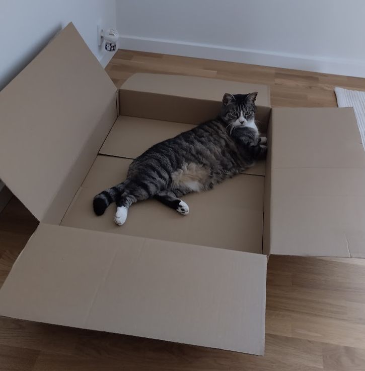 A photo of my grey striped cat Pukkas lounging in a box three times his size.