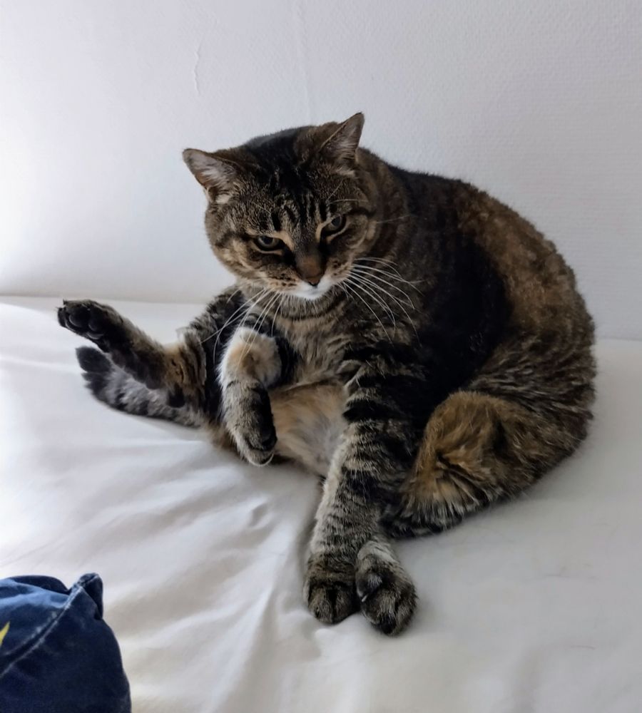 A photo of a brown striped cat on white bedsheets, one leg half up to clean herself, with a scowl on her face.