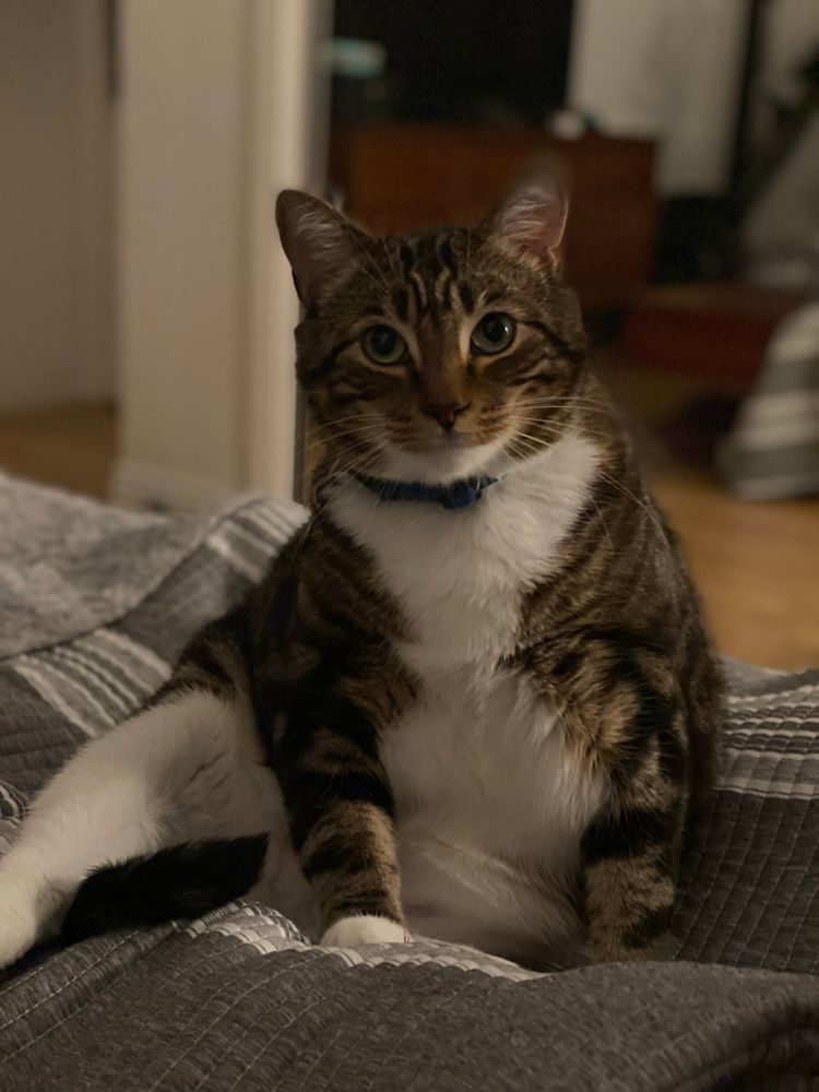 A brown and black striped cat stared into the camera with big boba eyes