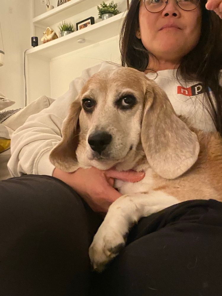 A beagle sits on a the lap of a woman wearing a white a NPR sweater 