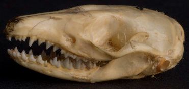 Antechinus skull