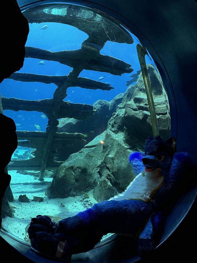 a pic of me in my full fursuit laying in front of a circular window looking into a giant aquarium tank