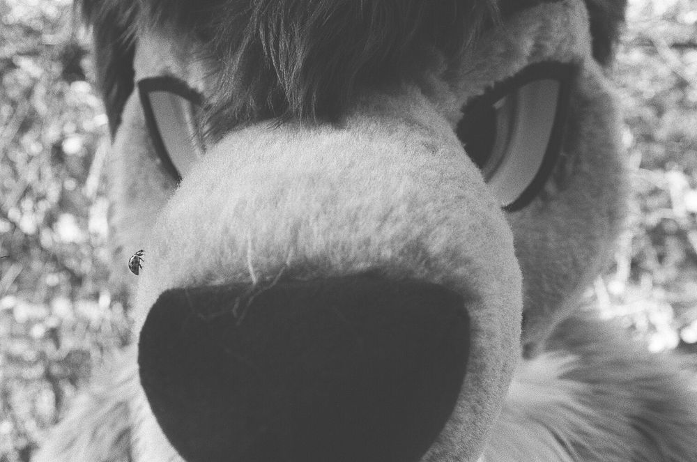 a black and white picture of me in my fursuit where my nose is really close to the lens, and there is a small ladybug on the right side of my snout (left side on the photo)