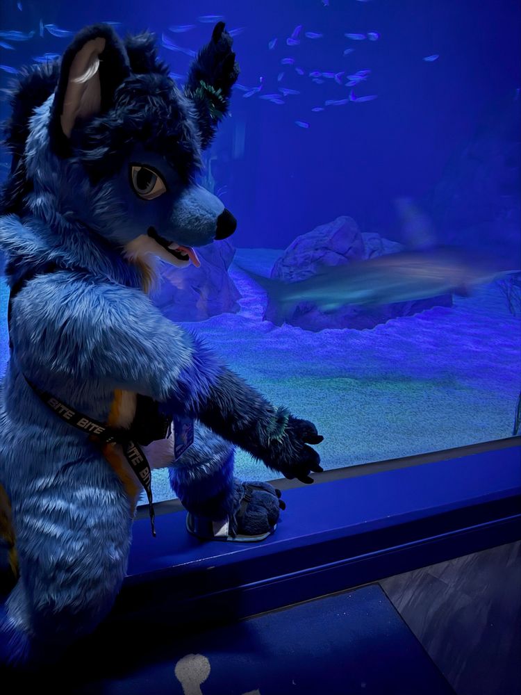 me in my full fursuit in front of an aquarium exhibit with my arms wide open showing a blurry image of a shark zooming towards the right
