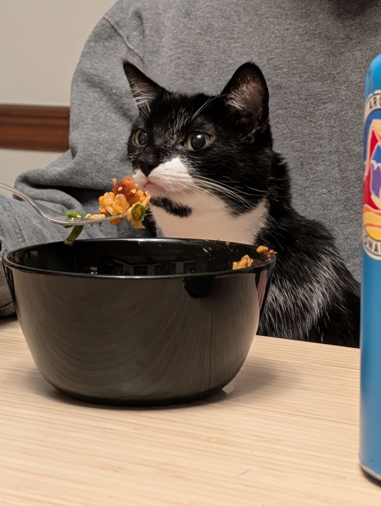 A tuxedo cat sniffing a forkful of kimchi fried rice. 