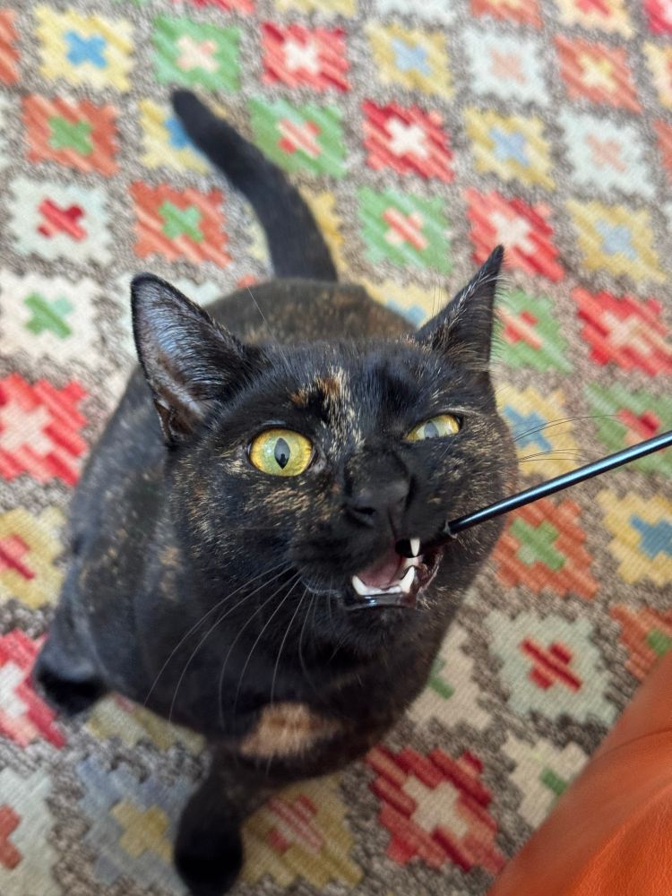 A tortie kitten chewing the end of a wand and her white teeth are showing. She’s on a colourful rug