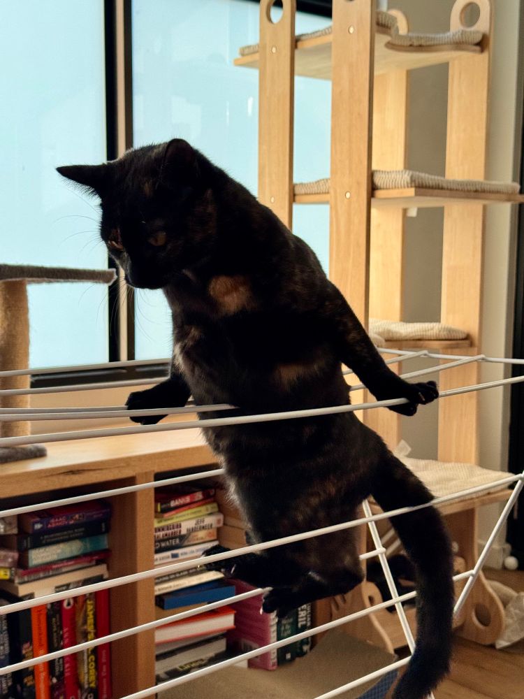 A tortie kitten upright with front legs braced holding onto two parellel parts of a clothes horse with her hind legs dangling 