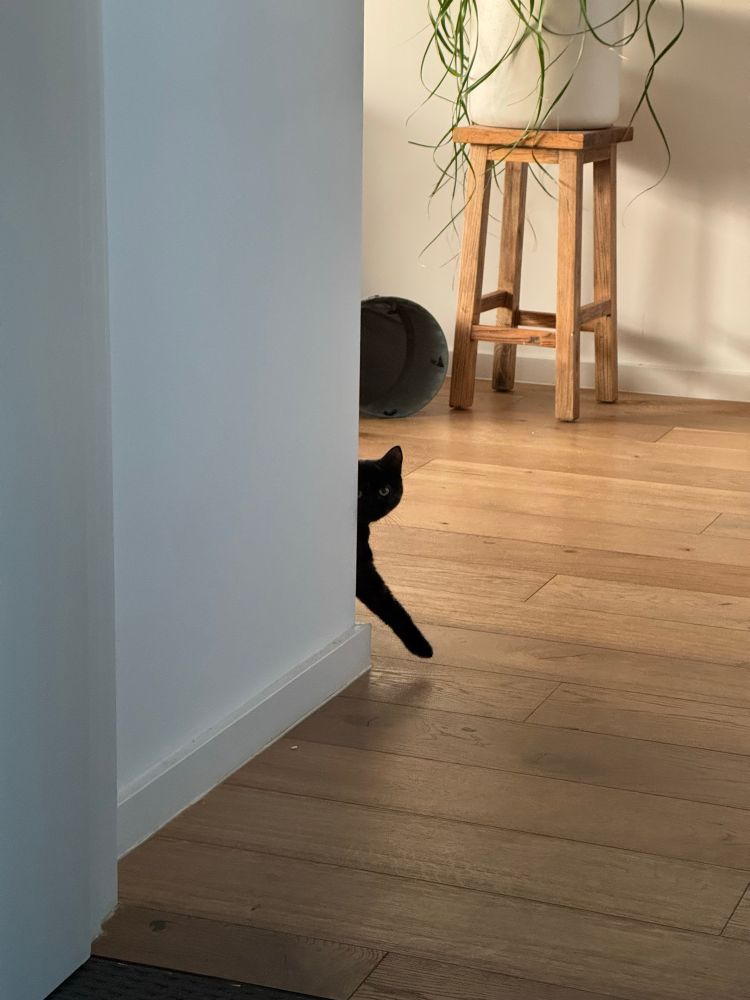 A tortie kitten coming around a corner. Only half her head and one leg is visible 