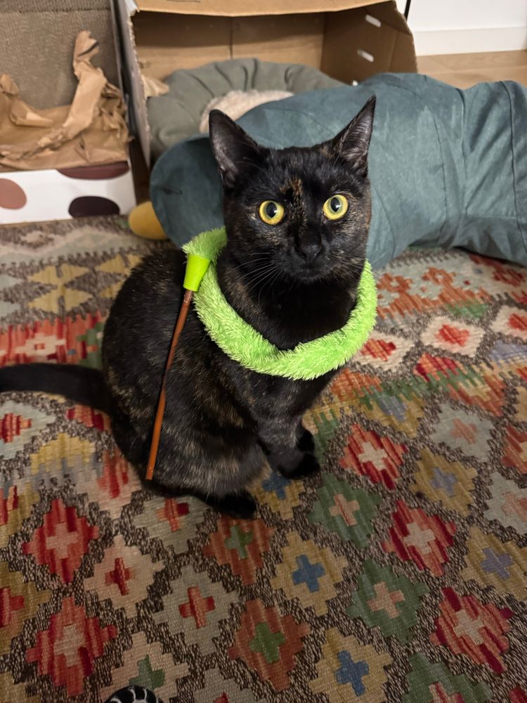 A tortie cat with a green wand toy wrapped around her neck like a scarf. She’s looking at the camera