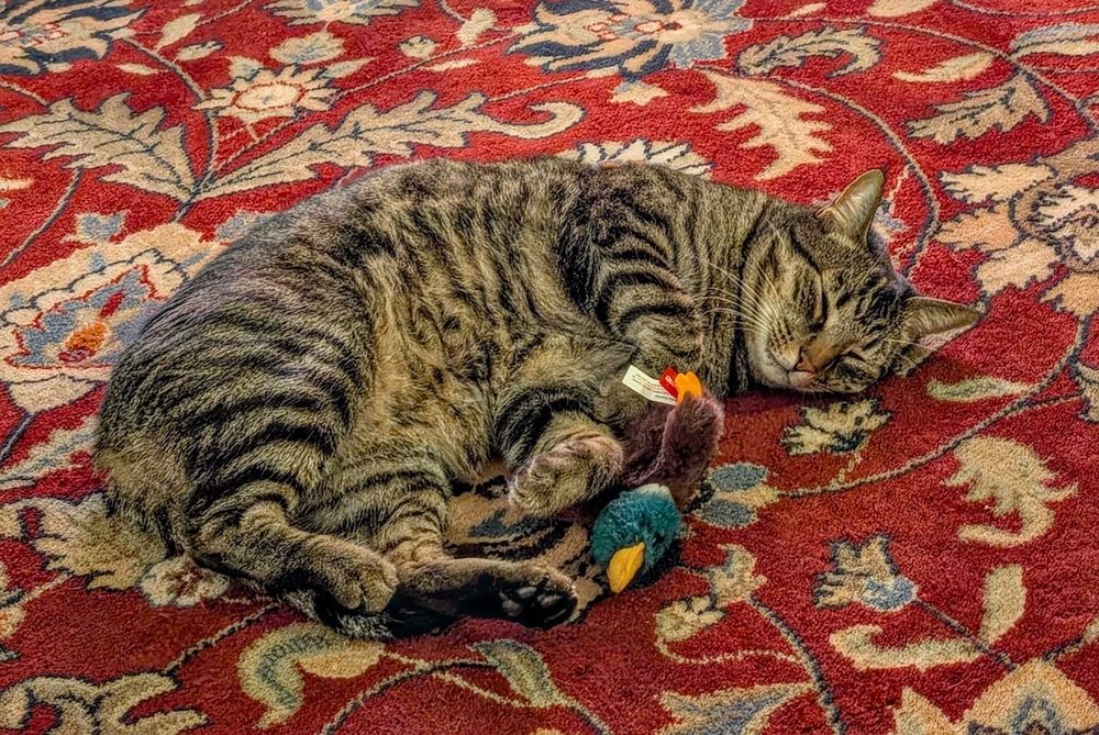 Big tabby cat napping on a red rug with his new platypus. 