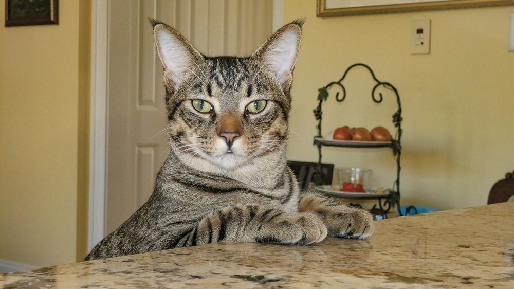 Goose at the kitchen counter