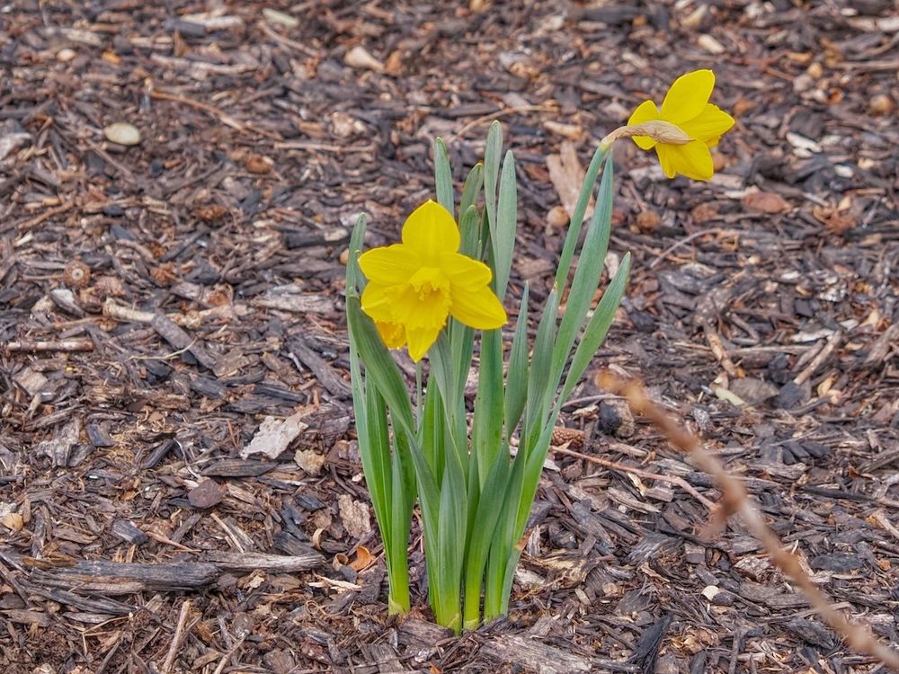 Daffodil