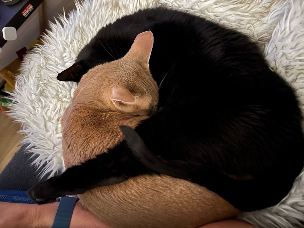 A black cat and a tan cat curled around each other asleep 