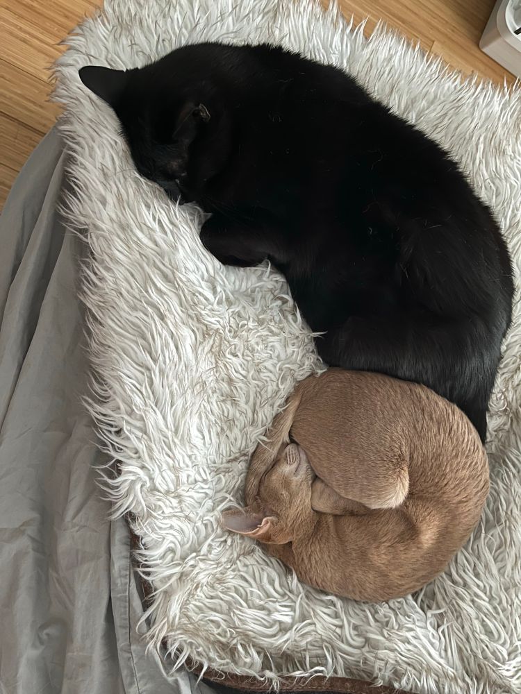 Small pointy cat is curled in a tight ball beside a large relaxed black cat. Both are laying on a faux fur blanket. 