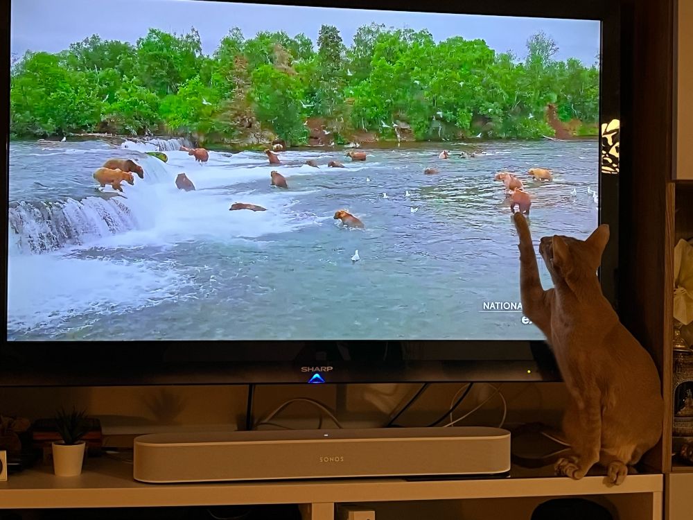 A cat sits in front of TV pointing to a bear (one of many catching salmon at Brooks Falls in Alaska).