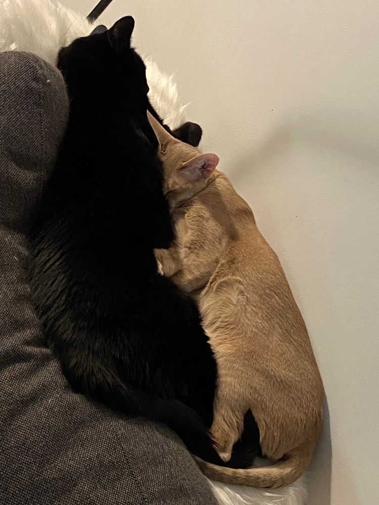 A fawn coloured cat and a black cat cuddle on the back of a sofa. 