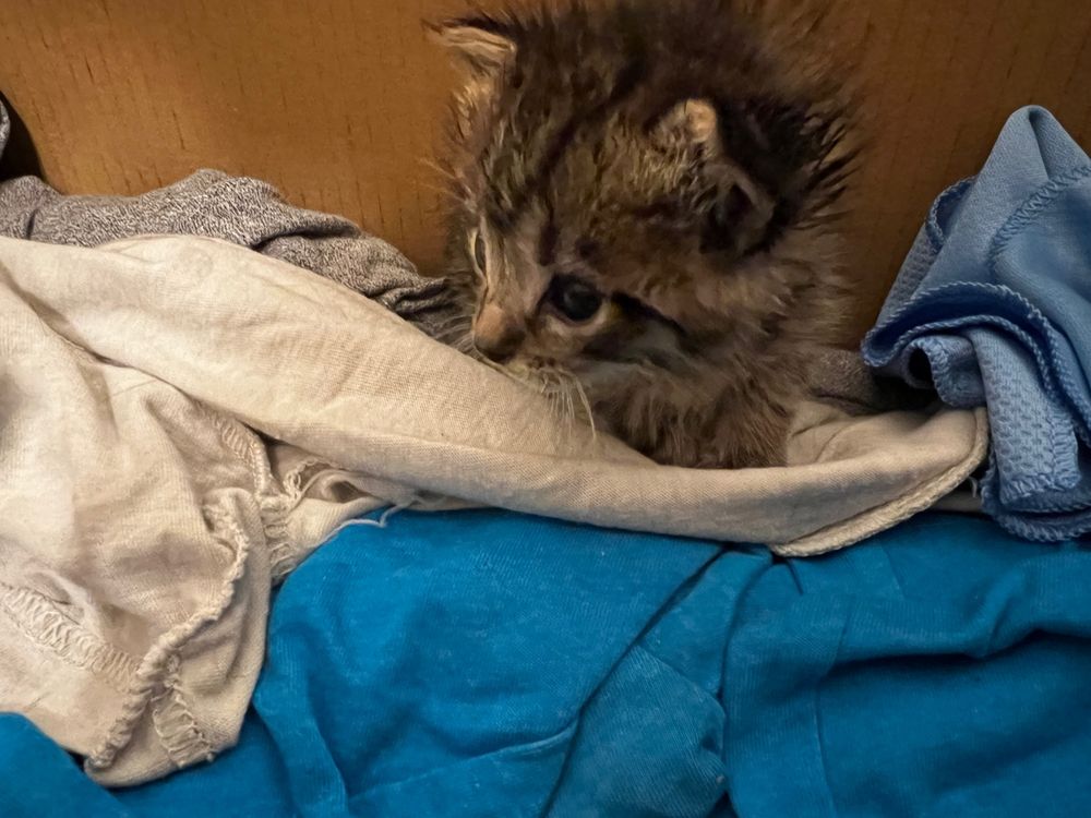 Small kitten, hiding amongst some tshirts in a cardboard box