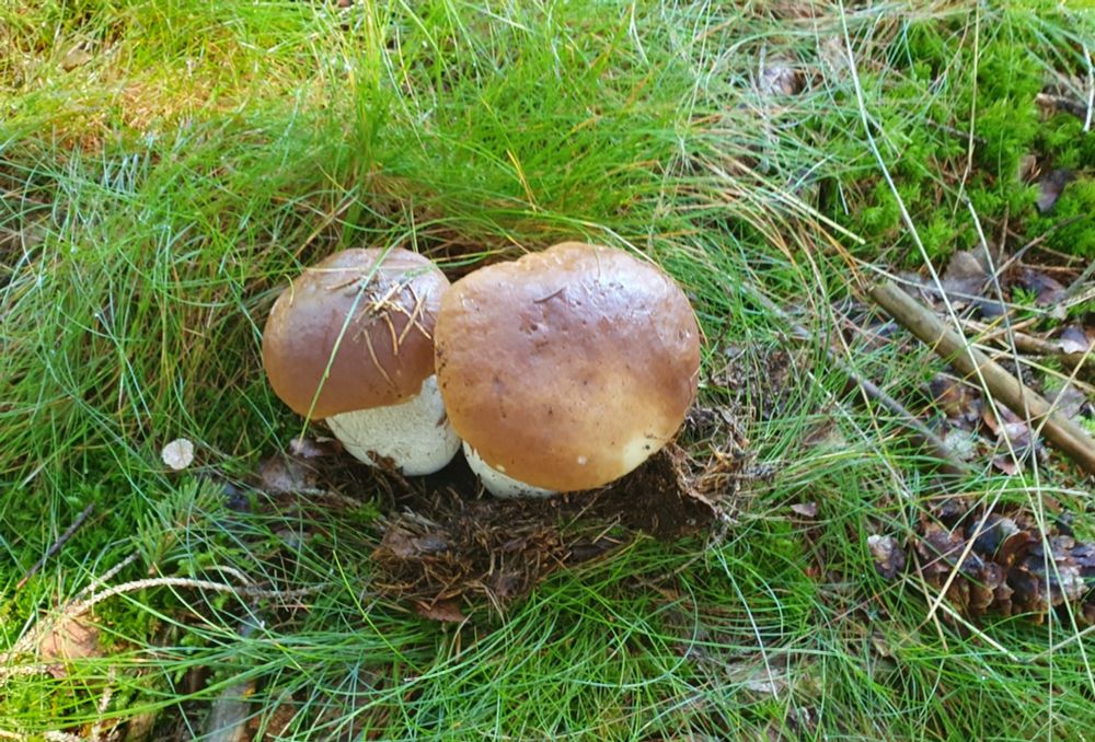 Zwei Pilze leuchten aus dem Waldboden 