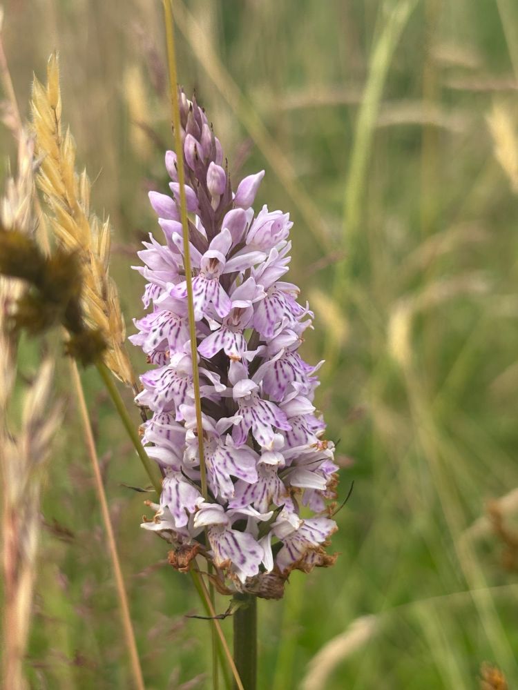 Close up of a pale pink and lilac striped orchid