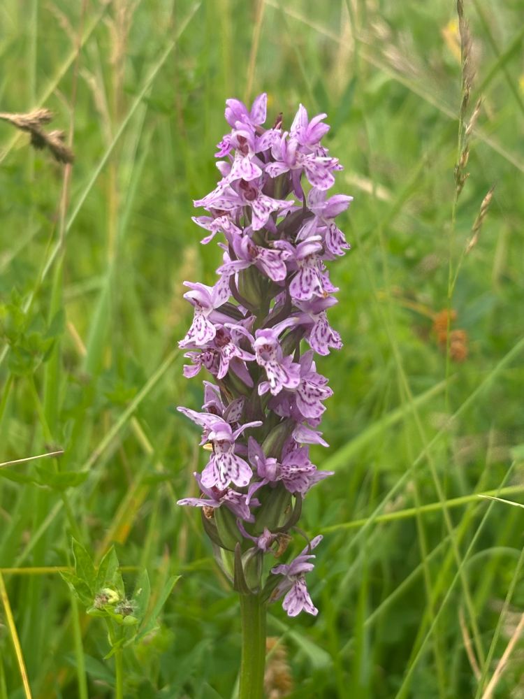 Close of of a lilac striped orchid 