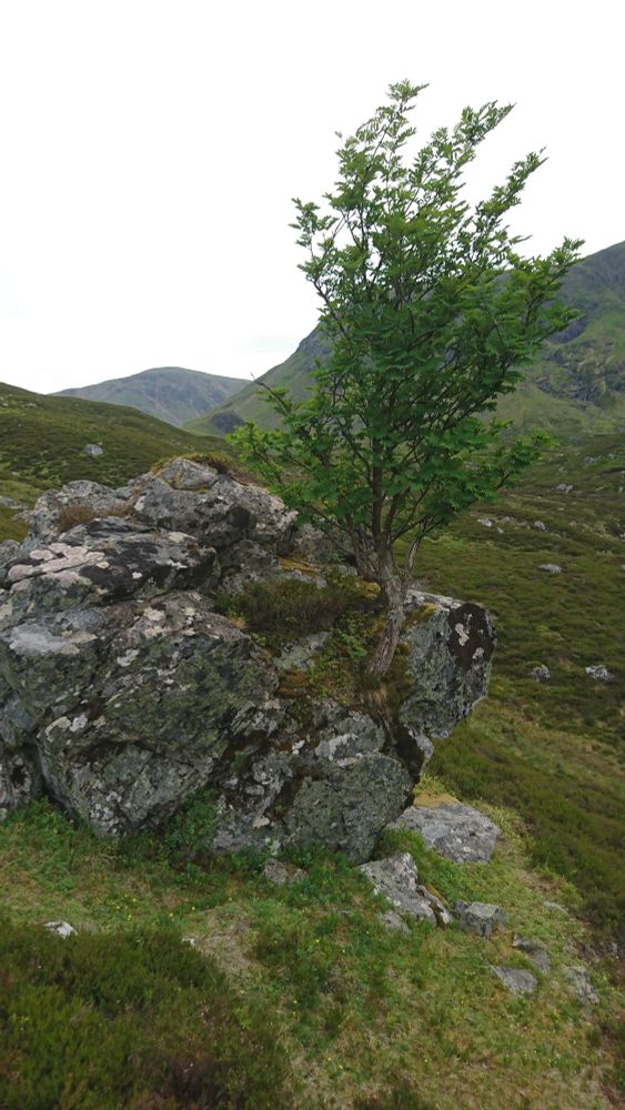 3m tall Rowan tree growing out of 2m diameter boulder