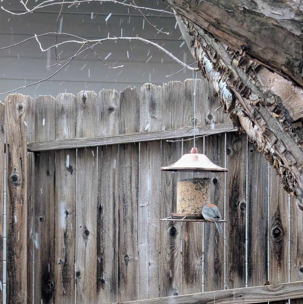 A little bird sits at a feeder as snow starts to fall.