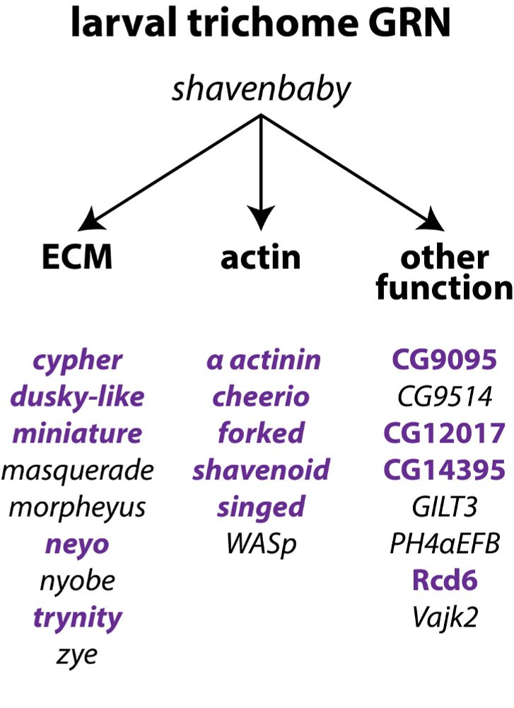 shavenbaby GRN showing multiple downstream functions (ECM, actin and "other". 