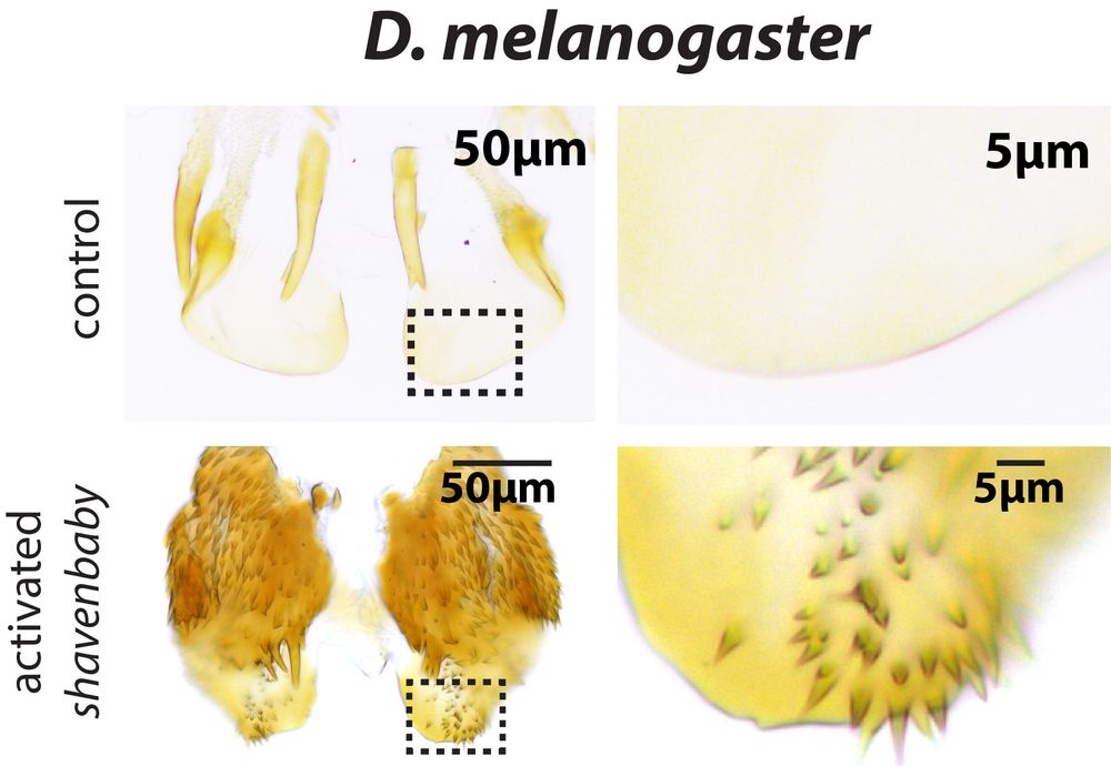 induction of ectopic trichomes in D. melanogaster by mis-expressing shavenbaby.