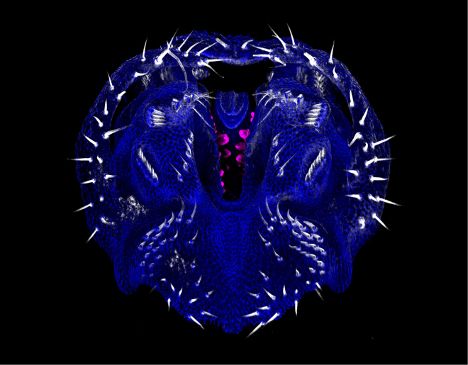 3D micrograph of the developing D. eugracilis terminalia