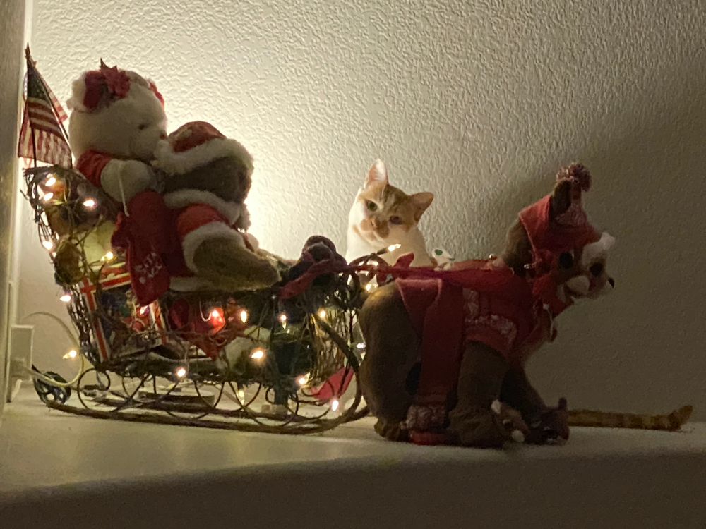 Nick, a white cat, is sitting behind a Christmas display of a wicker sled with Teddy Claus and Mrs. Bear pulled by Rudolph and Clarice.