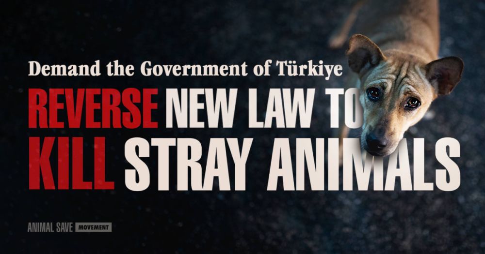 Demand the Government of Türkiye reverse new law to kill stray animals