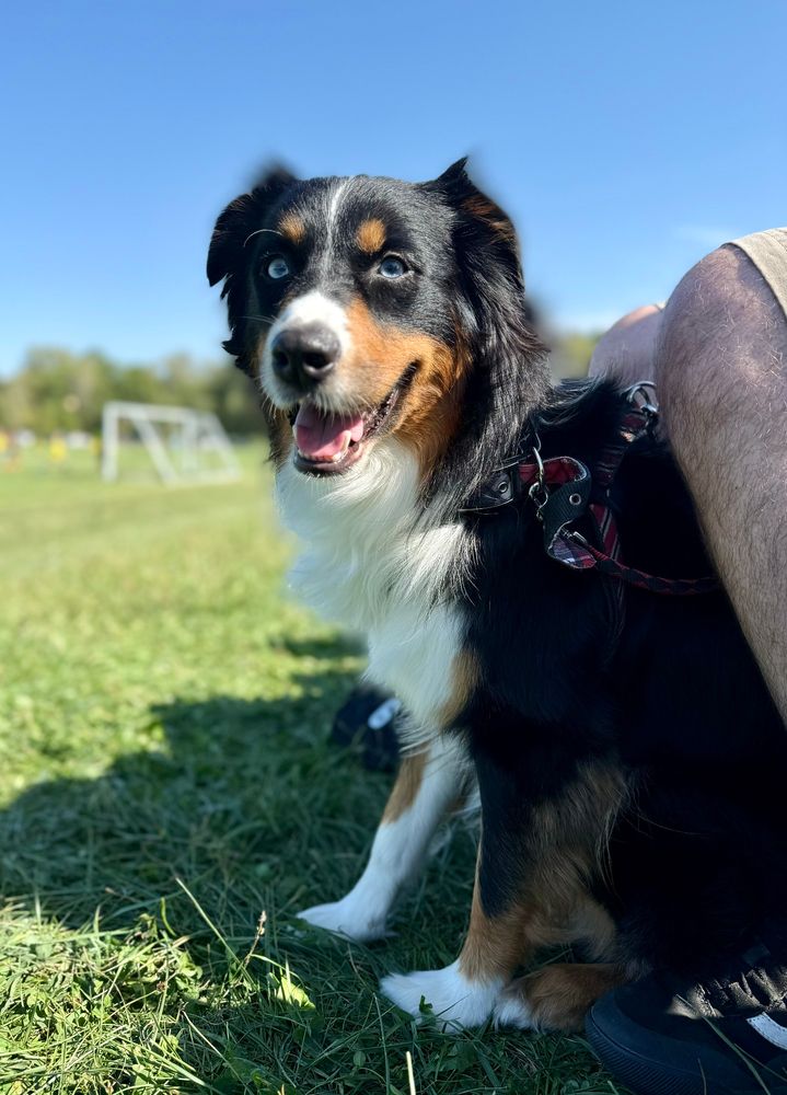 Black Tri Australian Shepherd 