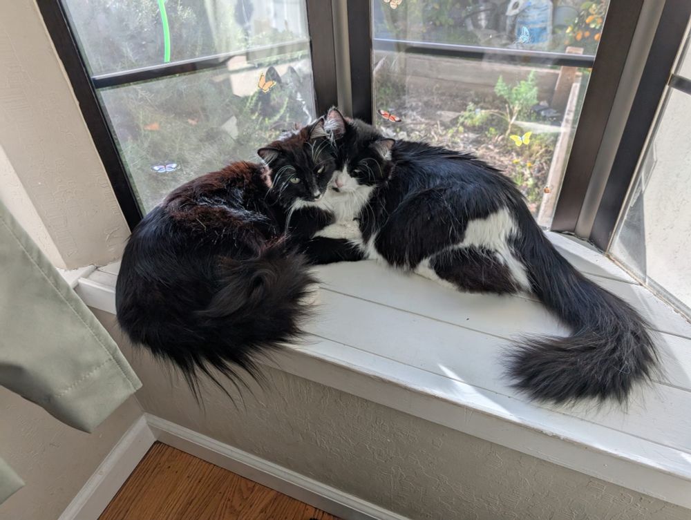 Two fluffy cats curled up next to each other on a windowsill.