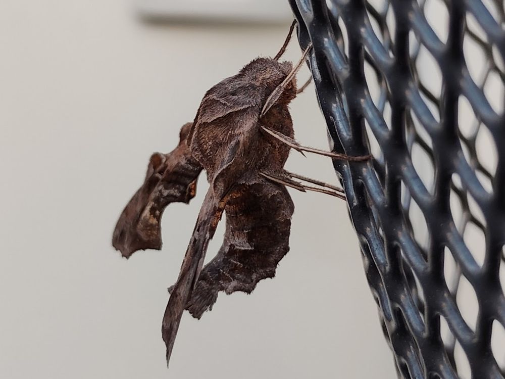 後ろ翅に入る鮮やかなオレンジ色は飛翔中にしかほぼ見えません
小型のスズメガで愛らしいです