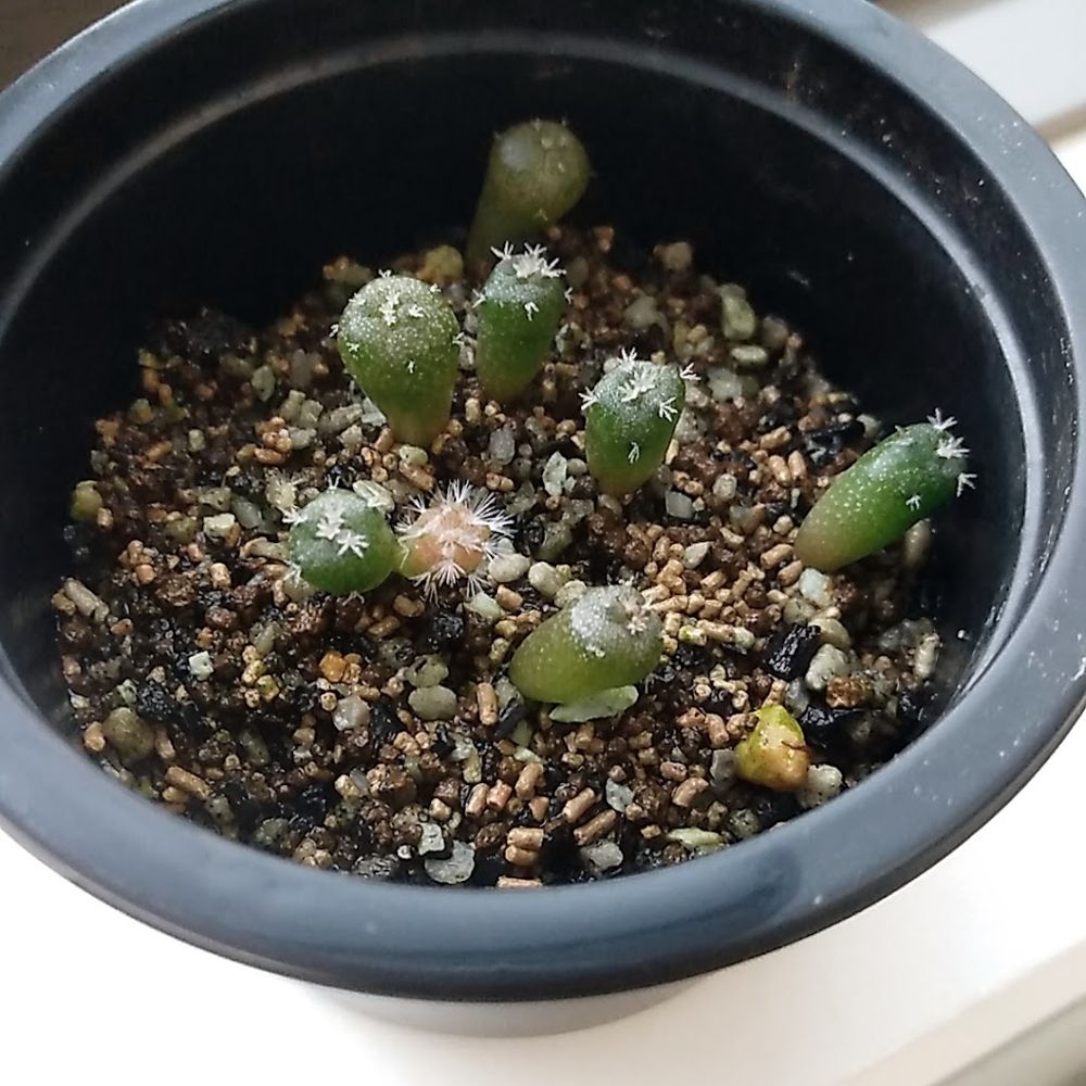 管理・世話はテキサナと同じです
土が硬くなってきたと思ったら容器の外側から少しだけ揉んだり、トントンと軽く振動を横から与えてます（揉むと傾く個体が出て来ますが、酸欠になるより良いでしょう）