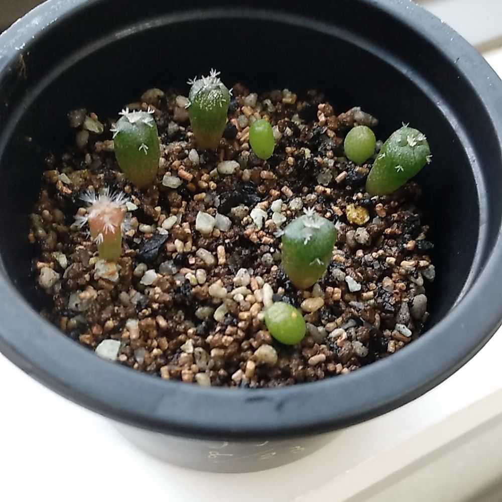 別角度です
天気次第で摂氏2～18度ほど、遮光率は晴天時でも30％はありそうな部屋に置いています
おそらく成長は遅いですが悪くないのではと観察中です