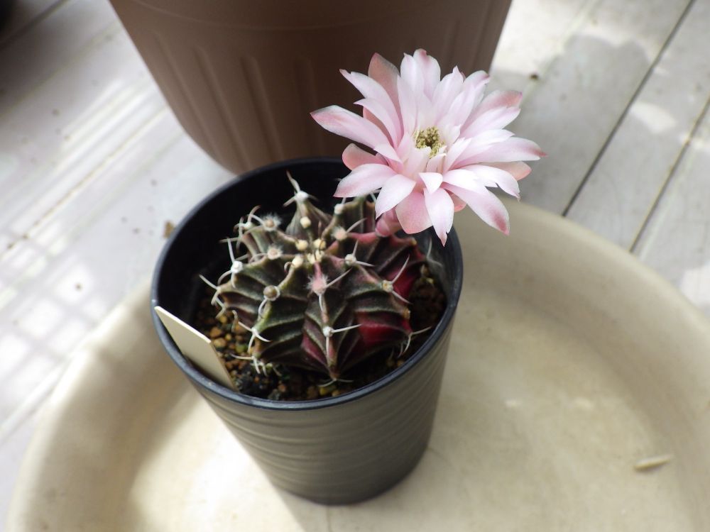 赤紫系の斑入りのLB2178ハイブリッドです