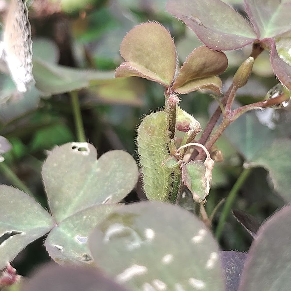 頭を上にしてカタバミの細い茎にくっついている幼虫です
明るい黄緑色の体色、胸部内部にわずかに赤みが見えます
体は白い繊毛に覆われています
カタバミの葉には葉の裏から食べた痕が多く残っています
左奥に成虫が写っています