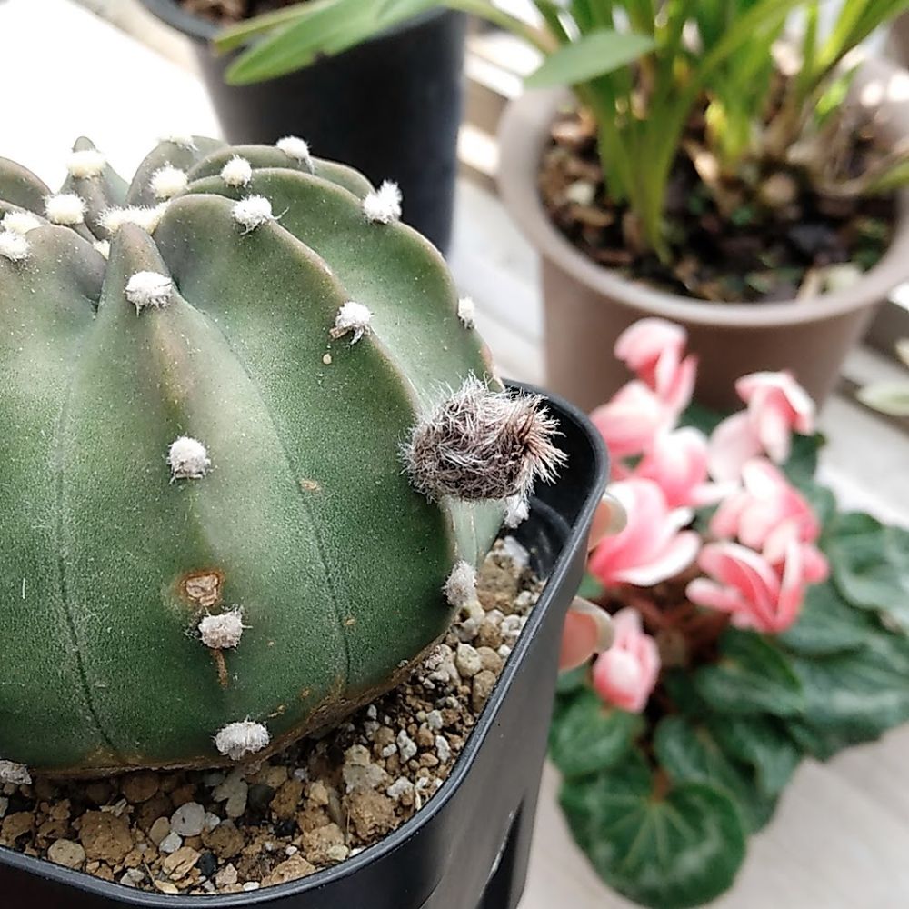 「（棘無し）大豪丸」Echinopsis ancistrophora
艶のないマット質感の体色、棘無し品種なので白い綿毛のような刺座
黒い毛のような繊維に守られて蕾が育っています
長く茎を伸ばして夜中に大型の真っ白の花を咲かせます