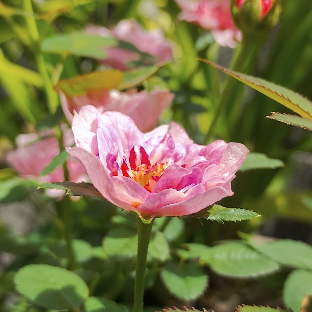 小型で濃いピンク色の多弁のミニバラでしたが、まだ花弁数は多くなく色も薄めです
とても可愛らしいですが、よくバッタに花びらを食べられるタイプです